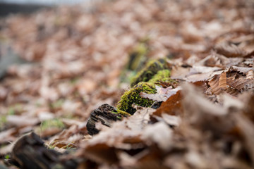Dried maple leaves