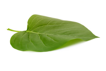 Obraz premium Green leaf on white background.