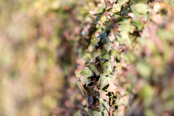 Ivy leaves growing on a fence with extreme depth of field narrow slice of focus