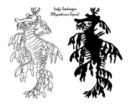leafy seadragon  black and white illustration