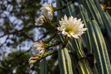 San Pedro cactus