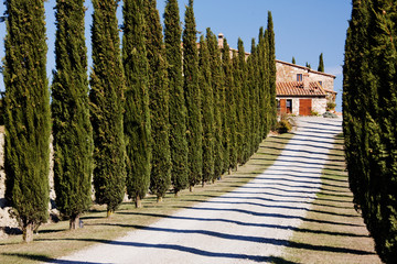 Gravel Road Lined with Cypress Trees
