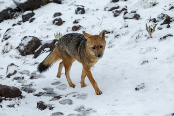 Wolf or Andean fox