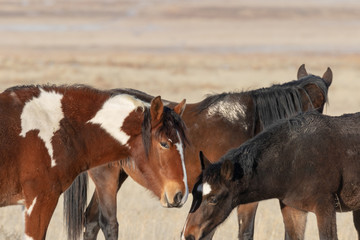 Obraz premium Wild Horses in Winter in Utah
