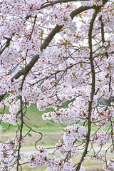 井原堤の桜