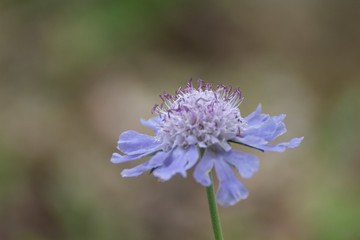 タカネマツムシソウ