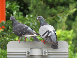 鳩のペア