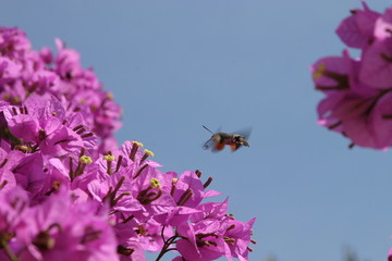Taubenschwänzchen © Klaus Baltus