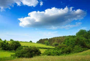 Summer field and blue sky . Summer background.