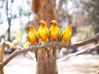 Four of Sun Conure Parrot bird perching on a branch