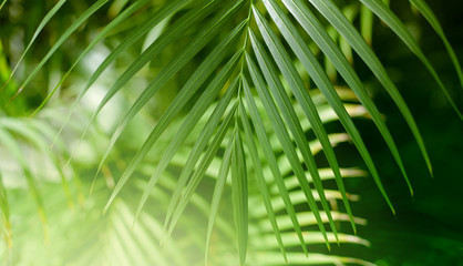  Palm leaf. Tropical plants. Nature blur background.
