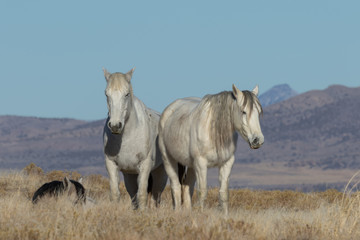Obraz premium Wild Horses in Winter in Utah