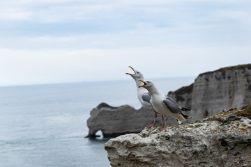 Two seagulls sitting on a cliff in France near Etretat