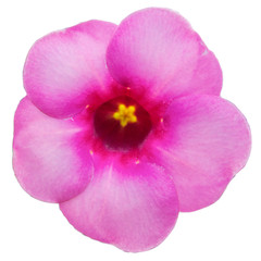 a pink plumeria flower top view isolated on white background include clipping path.