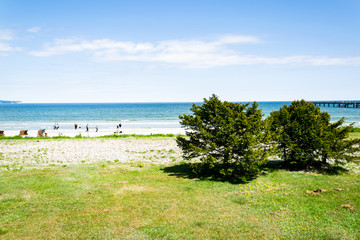 Two trees stand alone on the beach in Binz on the island of Rügen