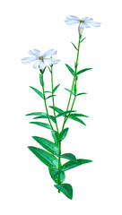Fototapeta na wymiar 3D Rendering Silene Latifolia Flowers on White