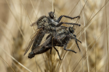 Two predatory flies mate on a hot summer day in a field in Ukraine.