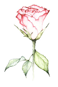 Watercolor painting of red rose with leaves.