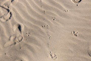 Fototapeta na wymiar Foot prints in the sand