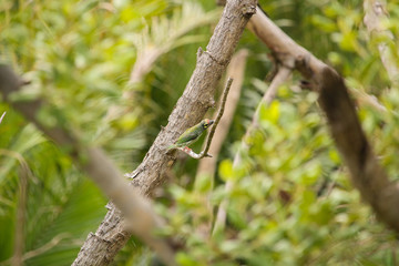 coppersmith barbet, crimson-breasted barbet, coppersmith