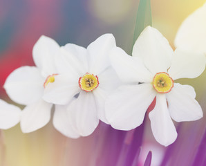 Fototapeta na wymiar Blossoming spring narcissus flowern. Bluring soft focus nature background.