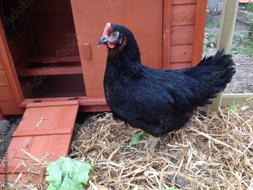 Poule Noire Portrait Dans Le Poulailler Stock Photo And Royalty
