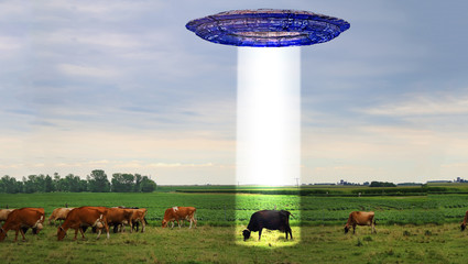 ufo beaming a cow in pasture