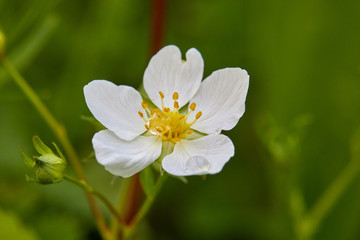 Beautiful flower on a green background