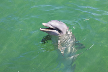 head of dolphin in blue water in sea