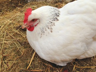 poule blanche dans enclos du poulailler