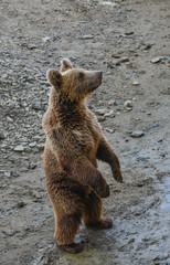 Obraz premium Brown bear playing in the zoo