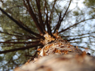 скрытая красота дерева 