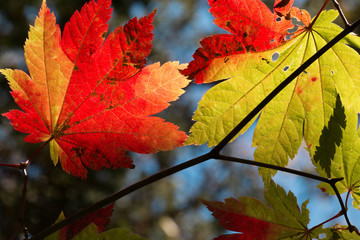 Indian Summer in Takayama