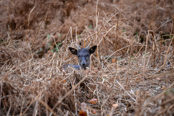 deer in the forest