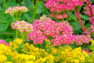 Obraz premium Fetthenne im herbstlichen Garten - Sedum telephium or harping Johnny