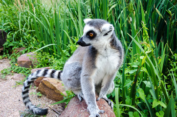 Lemur sits on a stone near the grass