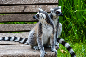 A pair of lemurs sitting on a bench in the Park