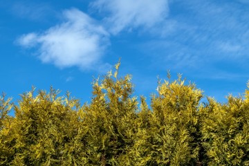 pożółkłe rośliny na błękitnym tle nieba © Henryk Niestrój