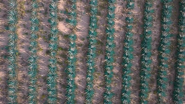 agave field aerial