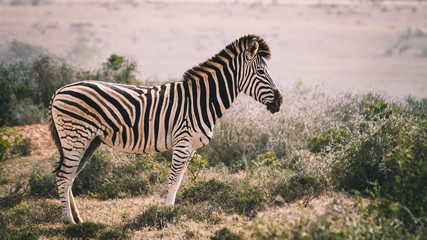Zebra