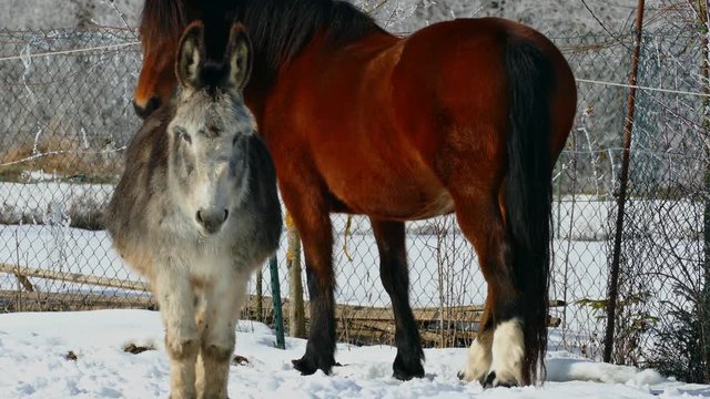 Winterlandschaften, Menschen und Tiere in Bayern