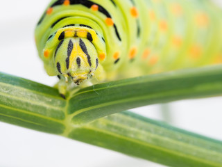 Swallowtail butterfly caterpillar on a wild fennel plant