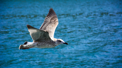The Seagull