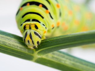 Swallowtail butterfly caterpillar on a wild fennel plant