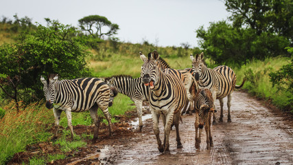 Fototapeta na wymiar belustigtes Zebra