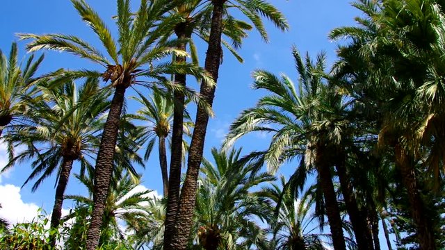 Elche El Palmeral Palmenhain, Costa Blanca