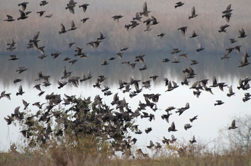 A flock of starlings flies over the field