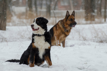 Bernese and Caucasian Shepherd Dogs are running in a winter park.