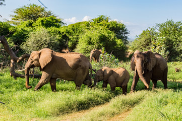 Herd elephants in the savannah of Samburu Park