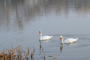 Two swans swim on the lake in early spring. These birds need protection.